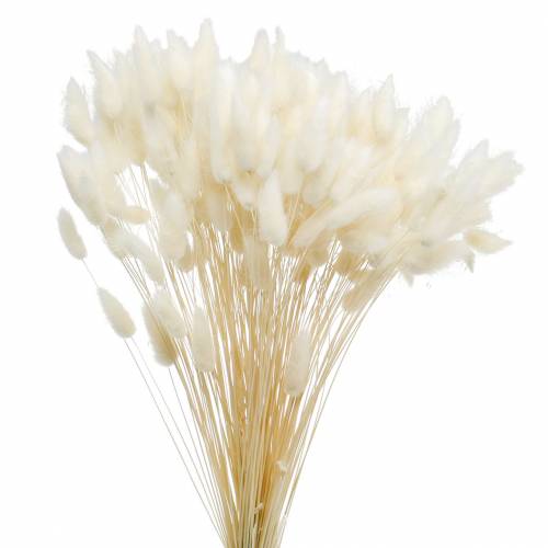Fleur séchée Lagurus Lampe Nettoyage Herbe Blanchie 100g