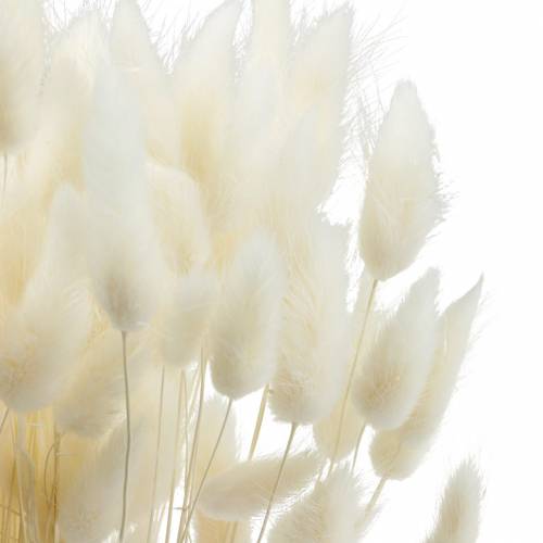 Floristik24 Fleur séchée Lagurus Lampe Nettoyage Herbe Blanchie 100g