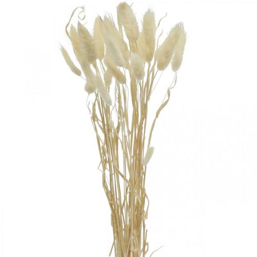 Floristik24 Décoration séchée Lagurus, herbe de velours, herbe de queue de lapin, décoration sèche blanchie L20–60cm 30p