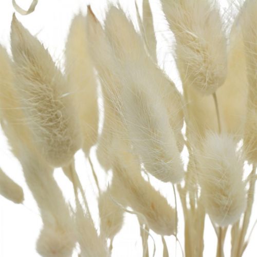 Floristik24 Décoration séchée Lagurus, herbe de velours, herbe de queue de lapin, décoration sèche blanchie L20–60cm 30p