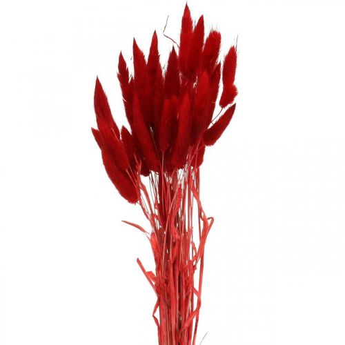 Floristik24 Herbe décorative rouge, lagurus, herbe de velours, fleuristerie sèche L30–50cm 20g