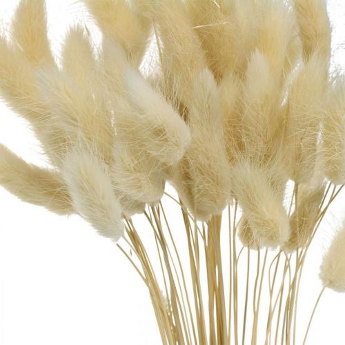 Article Herbe décorative, foin d&#39;odeur blanchi, Lagurus ovatus, herbe de velours L40–55cm 25g
