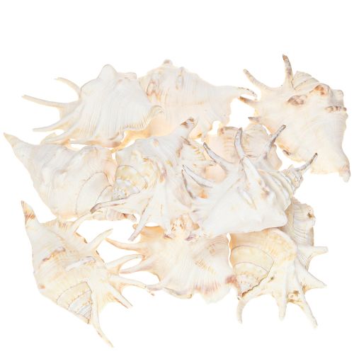 Article Escargot de mer Lambis Décoration naturelle 14 cm 10 pièces