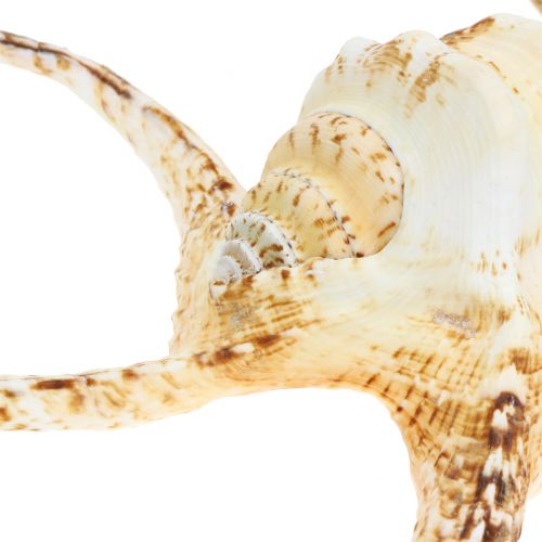 Article Lambis escargot de mer naturel 22cm