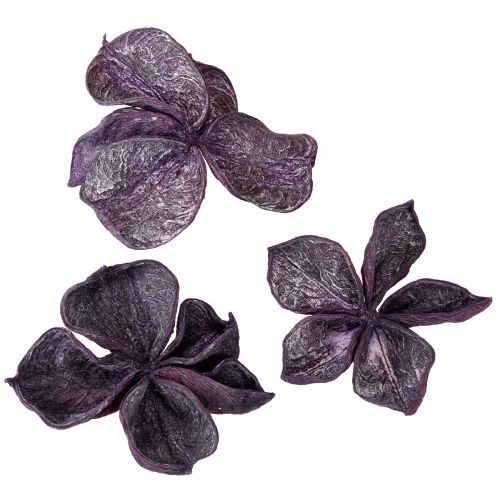 Floristik24 Landlotus Mix Mûre, Vieux Rose 50 pcs