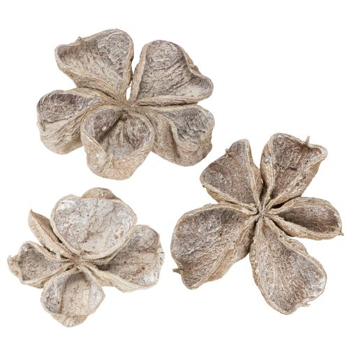 Floristik24 Lot de 50 lotus blancs délavés 6-12 cm