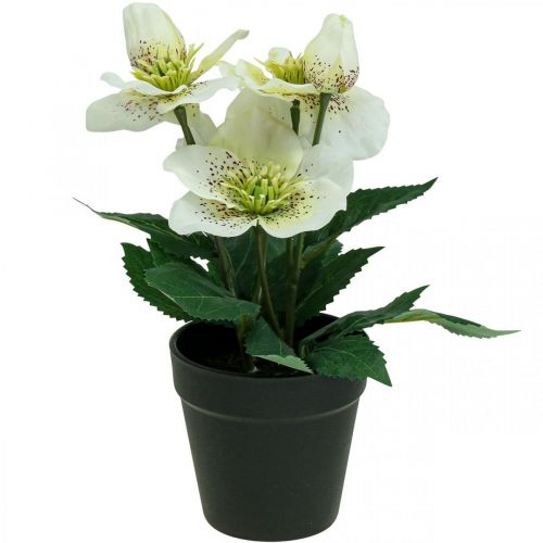 Floristik24 Rose de Carême Hellébore Rose de Noël pot fleurs artificielles H25cm blanc