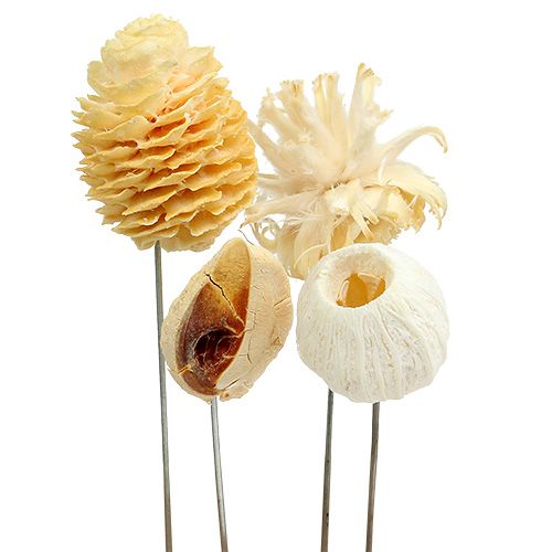Article Assortiment de Leucodentron blanchi sur fil 100 pièces