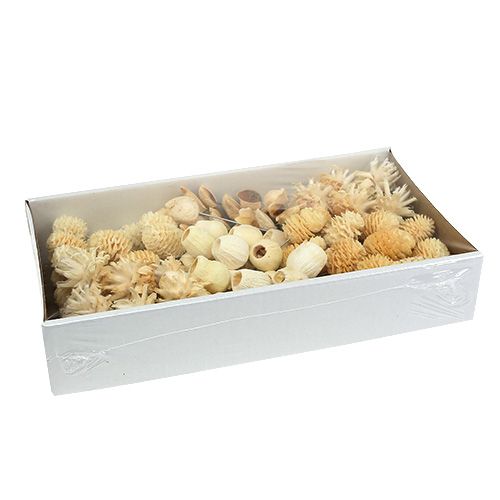 Article Assortiment de Leucodentron blanchi sur fil 100 pièces