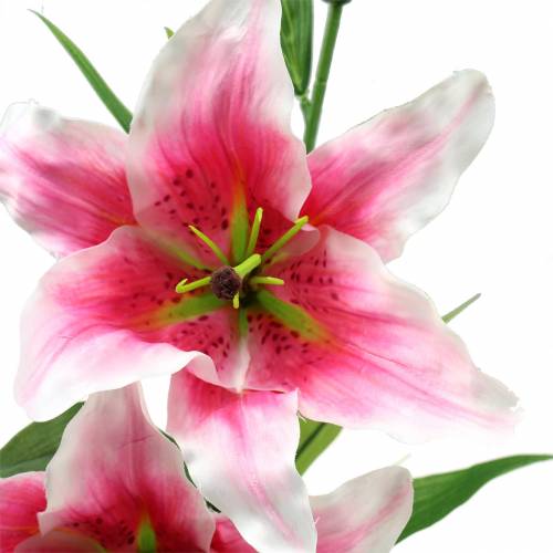 Floristik24 Lys Oriental "Stargazer" Blanc, Rose 86cm