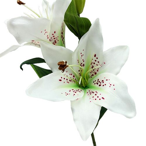 Floristik24 Lys Blanc 66cm