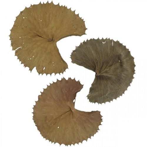 Article Feuilles de lotus séchées naturelles, décoration sèche, feuille de nénuphar, 50 pièces