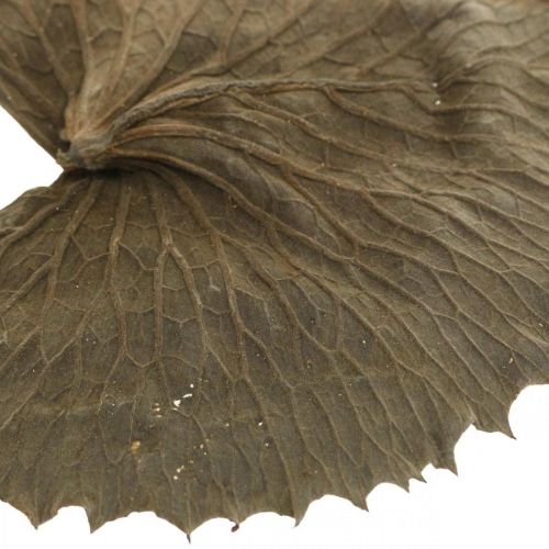 Article Feuilles de lotus séchées décoration naturelle sèche feuille de nénuphar 50 pièces