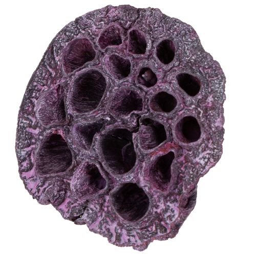 Article Capsules de lotus, fleuriste sèche, bulbe de lotus rose, blanc lavé 50 pièces