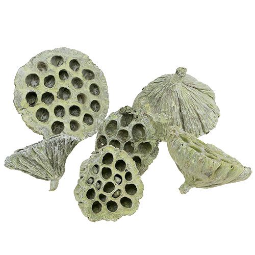 Article Flasque Lotus mix vert lavé Ø6cm - 10cm 50 pcs