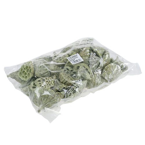 Article Flasque Lotus mix vert lavé Ø6cm - 10cm 50 pcs