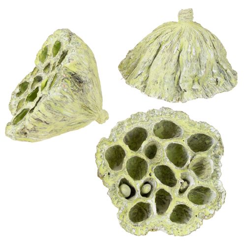 Floristik24 Flasque Lotus mix vert lavé Ø6cm - 10cm 50 pcs