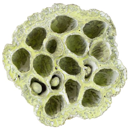 Article Flasque Lotus mix vert lavé Ø6cm - 10cm 50 pcs