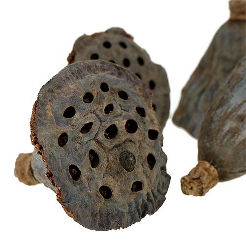 Article Flacon Lotus petit 100 pièces naturel