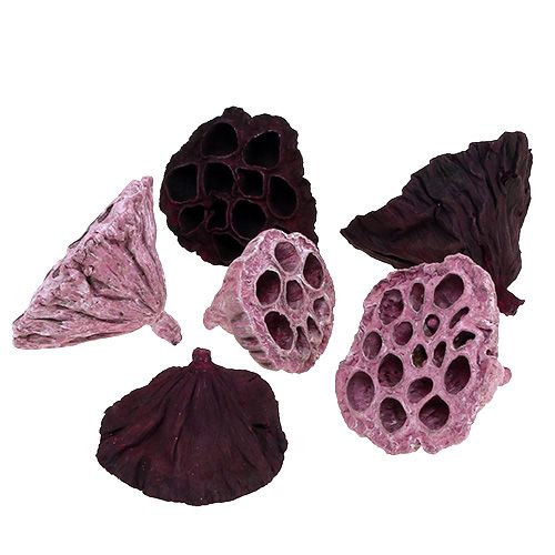 Floristik24 Lotus Mix Rose, Erika Ø6cm - Ø10cm 50 pcs