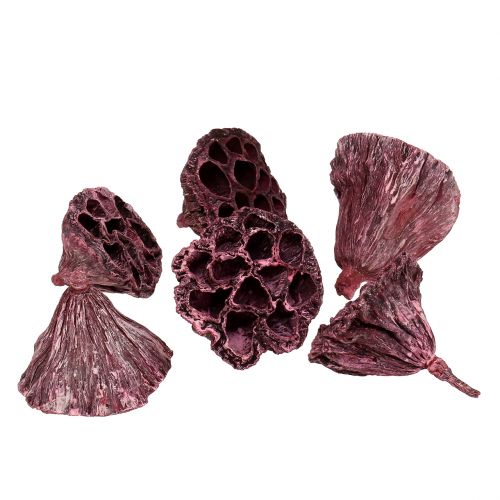Article Capsules de lotus, fleuriste sèche, bulbe de lotus rose, blanc lavé 50 pièces