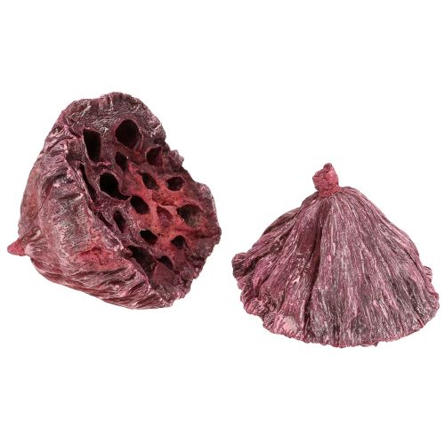 Article Capsules de lotus, fleuriste sèche, bulbe de lotus rose, blanc lavé 50 pièces