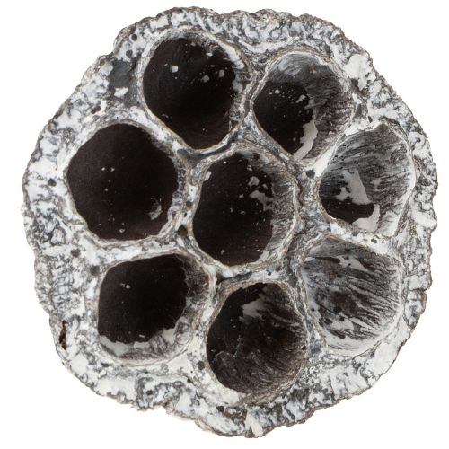 Article Lotos Flacon décoratif en forme de lotus naturel blanchi 6-8 cm 50 pièces