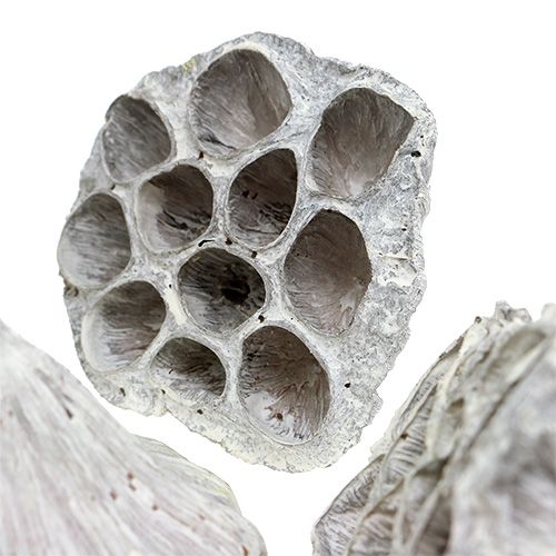 Article Lotus Natural Deco Ampoule Lotus Blanc Lavé 6-8cm 50 pcs