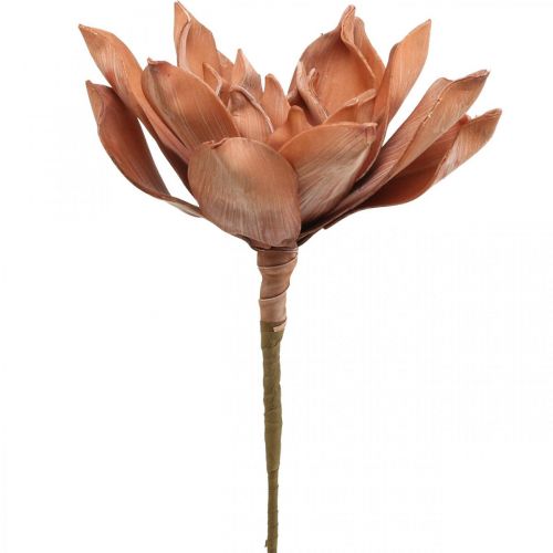 Floristik24 Fleur de Lotus Plante Artificielle Fleur de Lotus Artificielle Marron L64cm