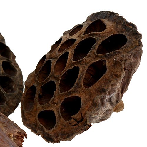 Article Flacon Lotus grand 100 pièces naturel