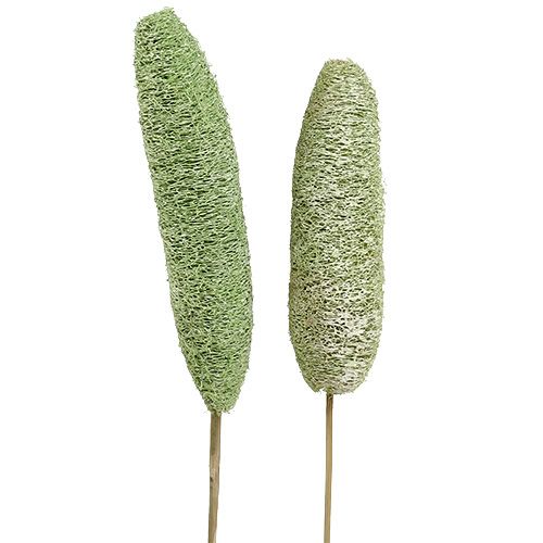 Article Luffa grand sur bâton vert 25 pcs