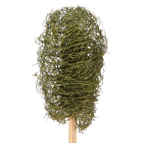 Floristik24 Luffa petit sur un bâton éponge concombre vert foncé 5-7 cm 25 pcs