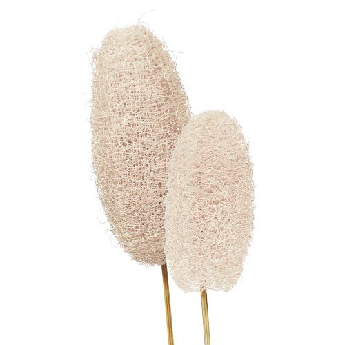 Article Grand luffa sur bâton, blanchi, 25 pièces