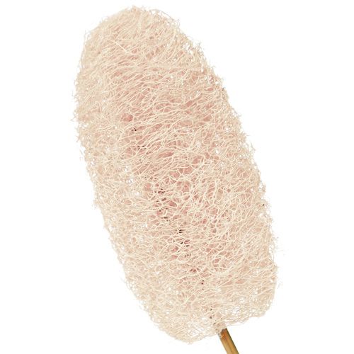 Floristik24 Luffa petit sur bâton blanchi 25pcs