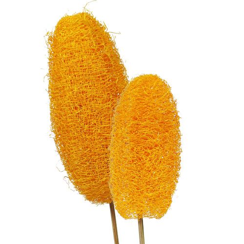 Floristik24 Luffa grand sur bâton jaune doré 25 pcs