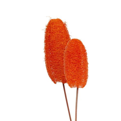 Floristik24 Luffa petit sur bâton Orange 25pcs