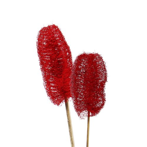 Floristik24 Luffa petit sur bâton rouge 25 pcs