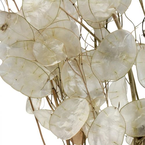 Floristik24 Lunaria fleurs séchées lune violette feuille d&#39;argent séchée 60-80cm 30g