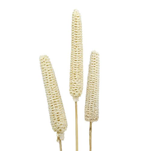 Floristik24 Épis de maïs sur tiges blanchis 20 pcs