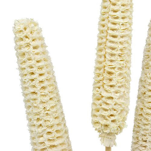 Floristik24 Épis de maïs sur tiges blanchis 20 pcs
