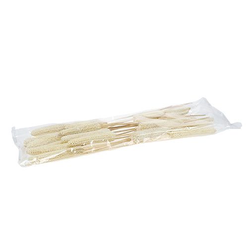 Floristik24 Épis de maïs sur tiges blanchis 20 pcs