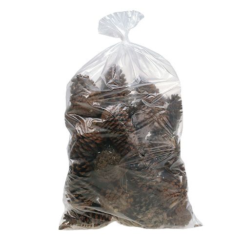 Cônes Maritima 14/18 naturel 25 pcs | Floristik24.be