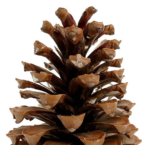 Floristik24 Cônes Maritima 17+ naturels 25 pcs