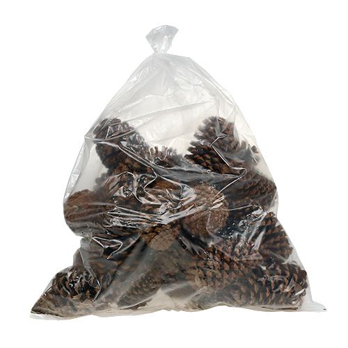 Floristik24 Cônes Maritima 17+ naturels 25 pcs
