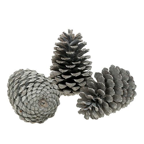 Floristik24 Pommes de pin maritime Cônes 10-14cm Blanchies 25pcs