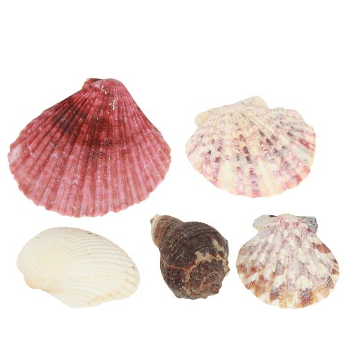 Article Coquillages décoratifs maritimes mélangés dans le filet coloré 3,5-6cm 300g × 3pcs