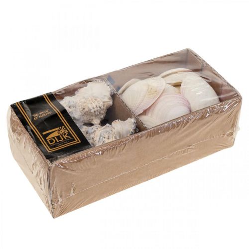 Floristik24 Décoration Maritime Coquilles Escargots Streudeko 600g