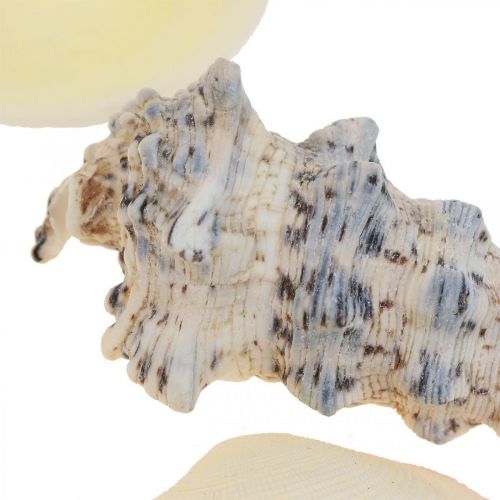 Floristik24 Décoration Maritime Coquilles Escargots Streudeko 600g