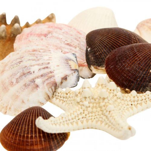 Floristik24 Décoration maritime coquillages étoile de mer matériel d&#39;artisanat arrose