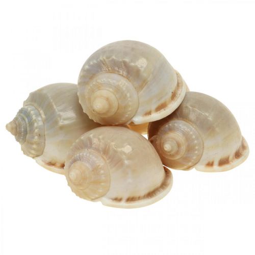 Floristik24 Décoration maritime coquilles d&#39;escargots escargots de mer 4-8cm 10p